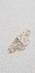 Charissa subtaurica