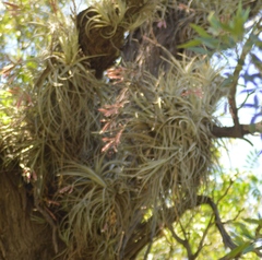 Tillandsia lorentziana