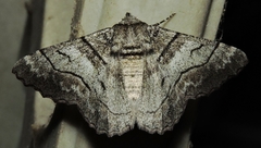 Hypobapta diffundens