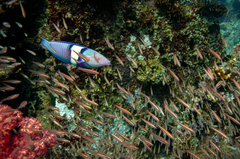 Hologymnosus doliatus