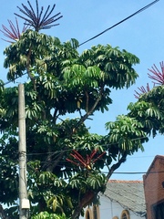Heptapleurum actinophyllum