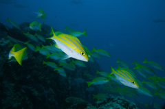 Lutjanus bengalensis