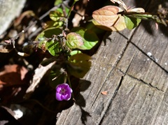 Pseuderanthemum alatum
