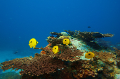 Chaetodon zanzibarensis