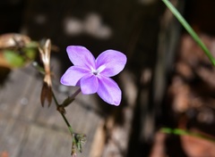 Pseuderanthemum alatum