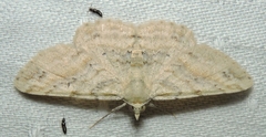 Scioglyptis lithenopa