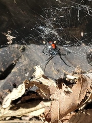 Latrodectus mactans