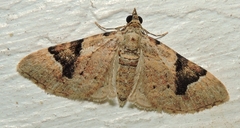 Mnesiloba eupitheciata