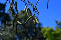 Alnus acuminata arguta