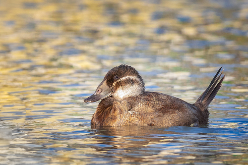 Malvasía cabeciblanca (Oxyura leucocephala)