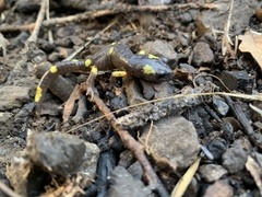 Ensatina eschscholtzii croceater