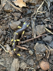 Ensatina eschscholtzii croceater