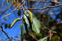 Alnus acuminata arguta