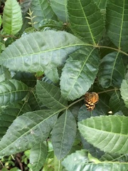 Anthanassa frisia