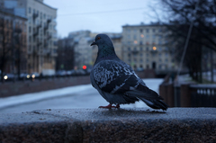Columba livia domestica
