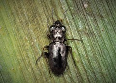 Notiophilus rufipes