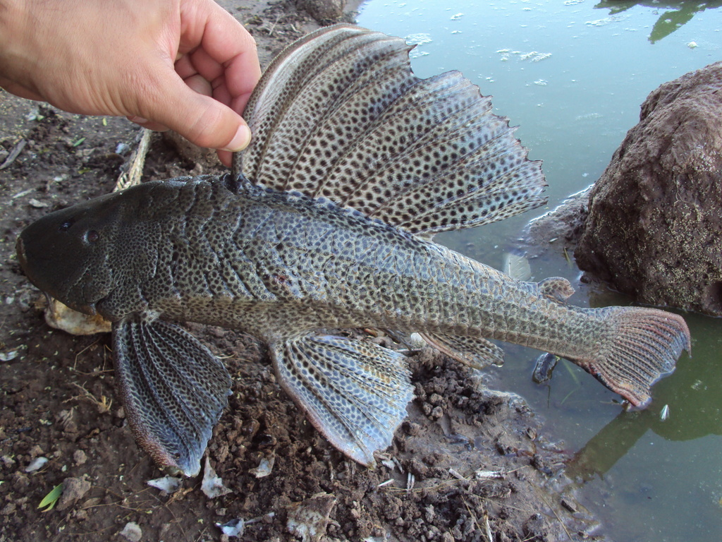 Commerson's plec (Hypostomus commersoni) — Loricariidae