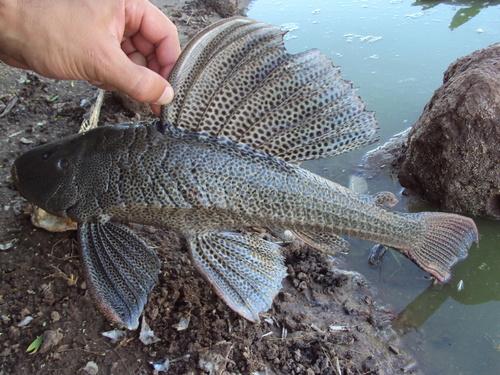 Commerson's plec (Hypostomus commersoni) — Loricariidae
