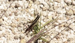 Macrotona mjobergi