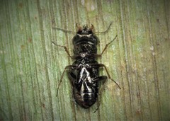 Notiophilus rufipes