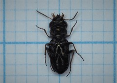 Notiophilus rufipes