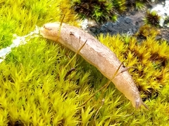 Testacella haliotidea