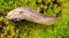 Testacella haliotidea