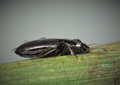 Notiophilus rufipes
