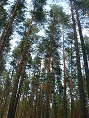 Pinus sylvestris