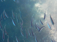 Trachurus