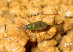 Mesoveliidae