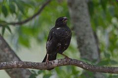 Bubalornis niger niger