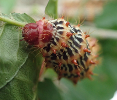 Tagoropsis flavinata