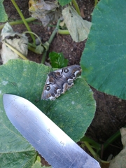 Polythysana cinerascens