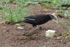 Bubalornis niger niger