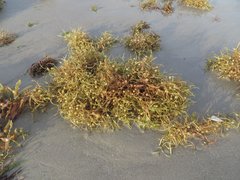 Sargassum natans
