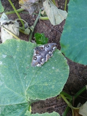 Polythysana cinerascens