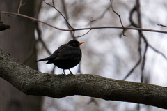 Turdus merula