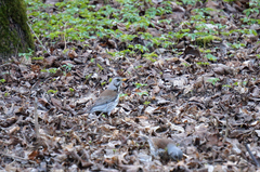 Turdus pilaris