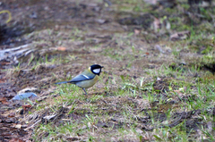 Parus major