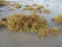 Sargassum natans