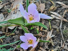 Colchicum eichleri