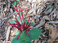 Spigelia longiflora