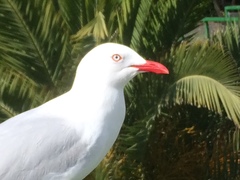 Chroicocephalus novaehollandiae scopulinus