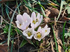 Colchicum eichleri