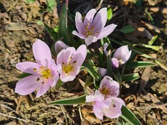 Colchicum eichleri