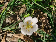 Colchicum eichleri
