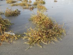 Sargassum natans