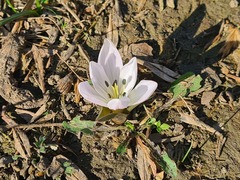 Colchicum eichleri