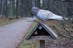 Columba livia domestica